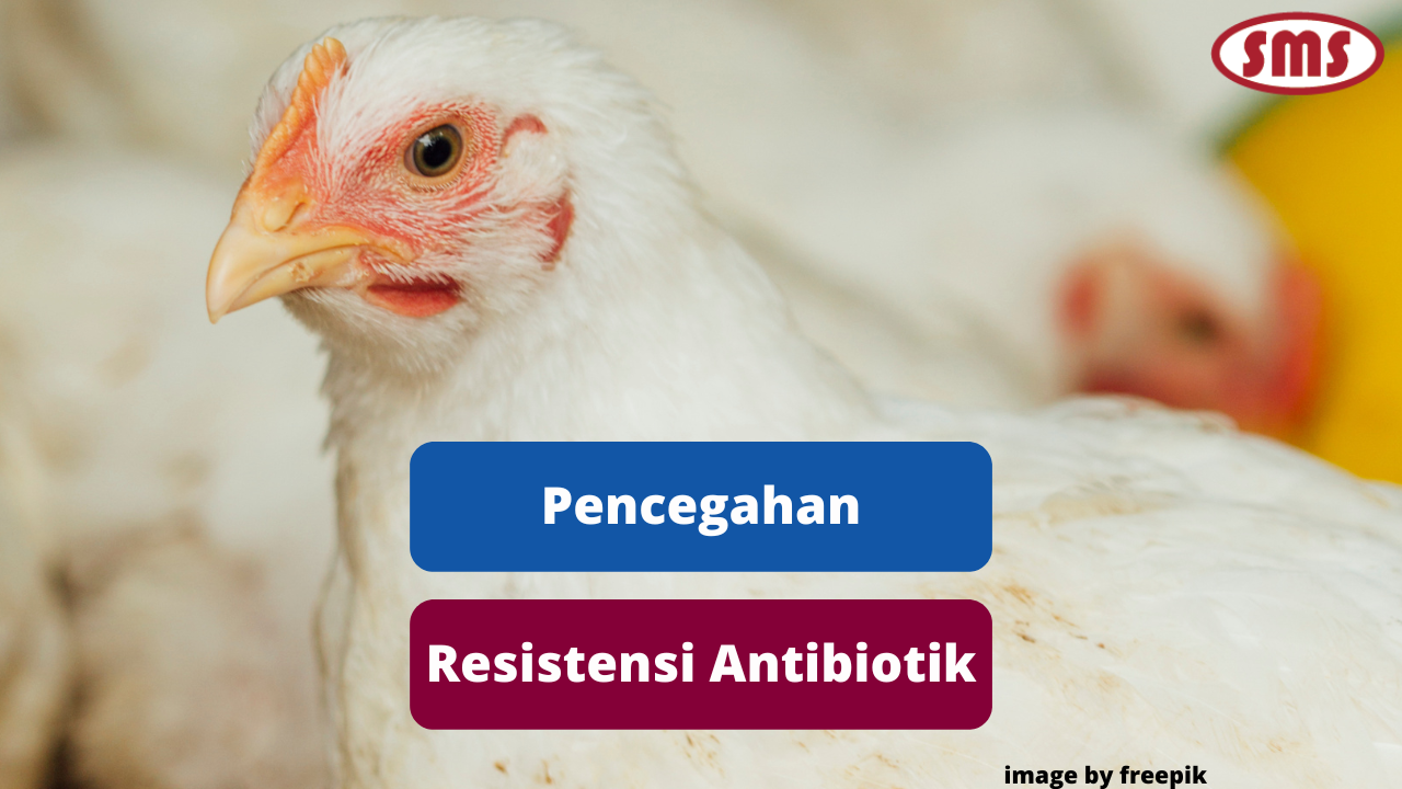 Ketahui Cara Mencegah Resistensi Antibiotik Pada Ayam Broiler